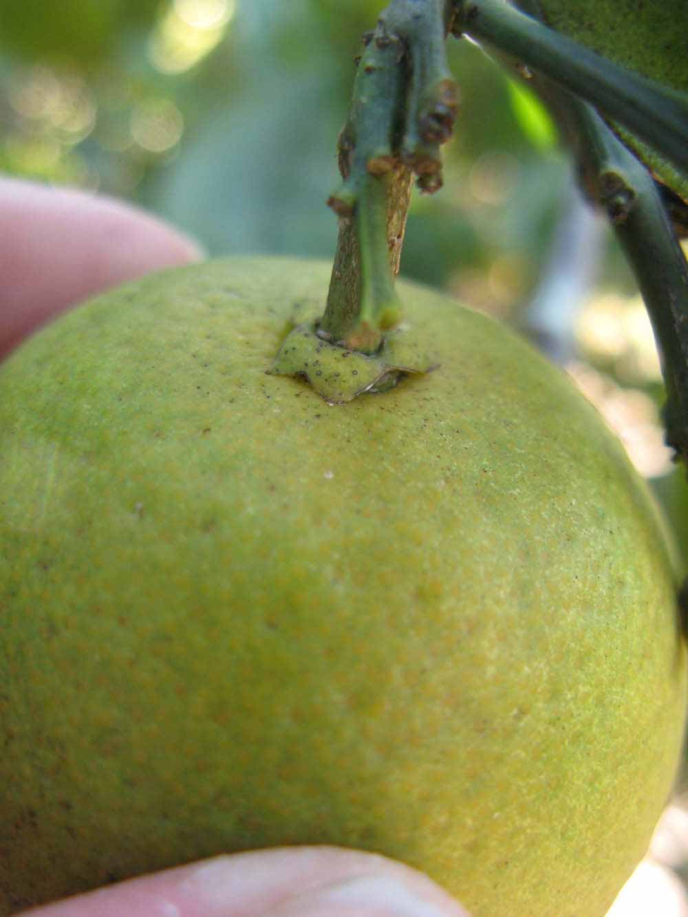              Fruit (Winter Haven, FL)       